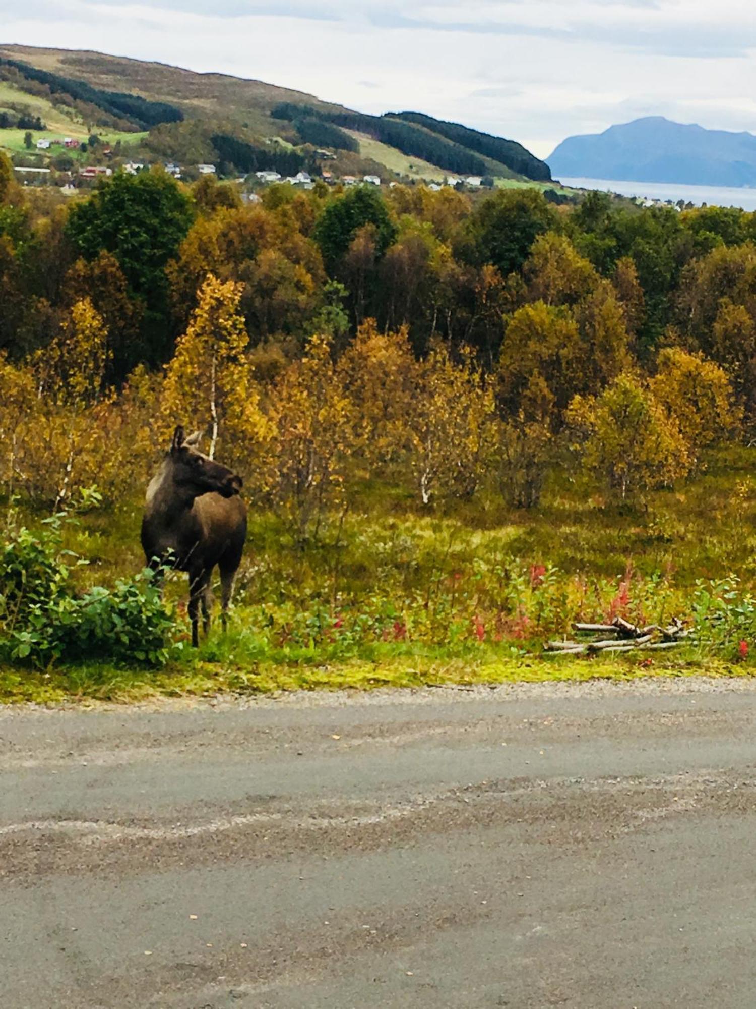 Sortland Camping Og Motell As Buitenkant foto
